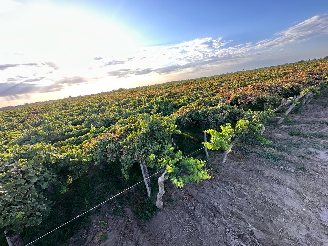 Parrales en viñedo de Buganvillas