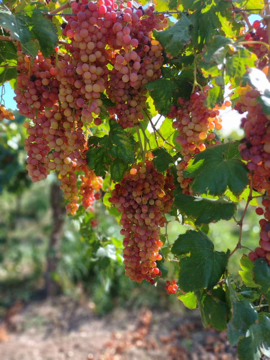 Racimo de Uva en viñedo de Buganvillas