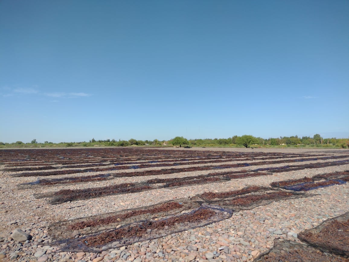 Secadero en viñedo de Buganvillas