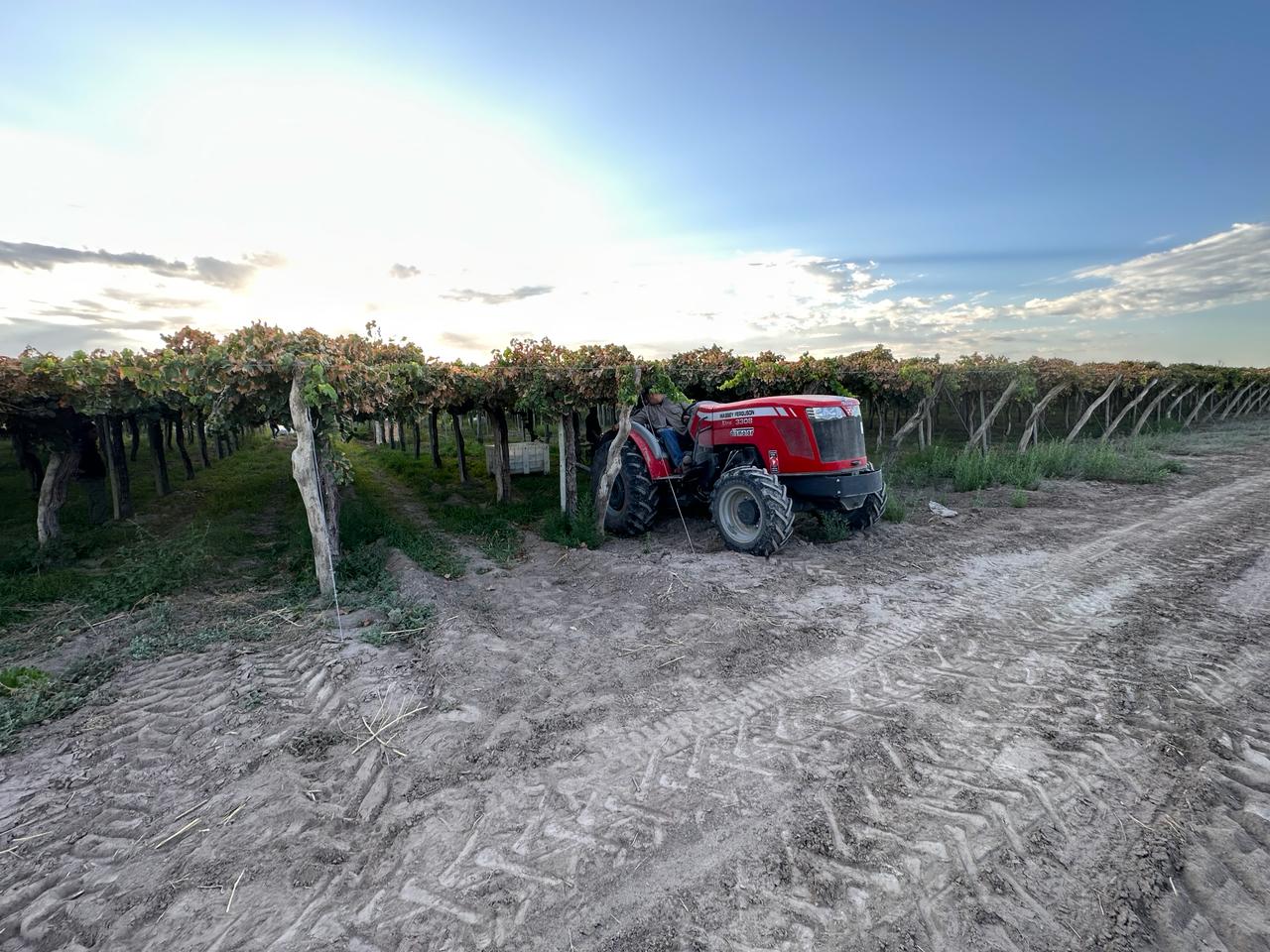 Tractor en viñedo de Buganvillas