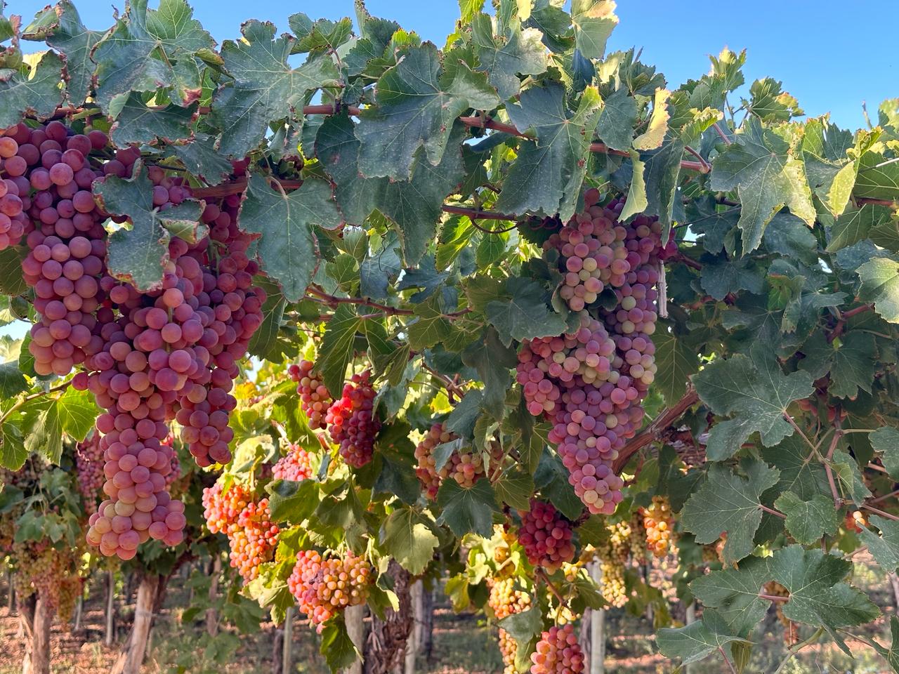 Uvas en viñedo de Buganvillas